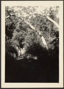 [Donna su sentiero nel bosco] da Louis Fleckenstein