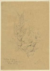 Studio della forma delle piante da Louis H. Sullivan