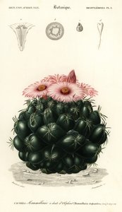 Cactus alveare, Coryphantha elephantidens