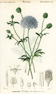 Fiore di pizzo blu, Trachymene coerulea da Louis Joseph Edouard Maubert
