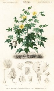 Pianta di cotone, Gossypium barbadense, 1849 (incisione) da Louis Joseph Edouard Maubert