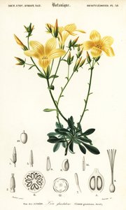 Lino, Linum campanulatum (incisione) da Louis Joseph Edouard Maubert