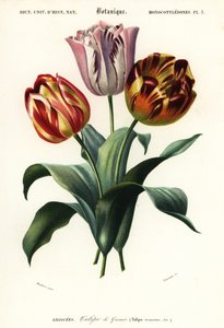 Tulipano da giardino, Tulipa gesneriana, 1849 da Louis Joseph Edouard Maubert