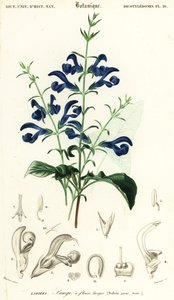 Salvia gentiana o salvia diffusa, Salvia patens (incisione) da Louis Joseph Edouard Maubert