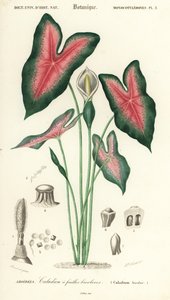 Cuore di Gesù, Caladium bicolor
