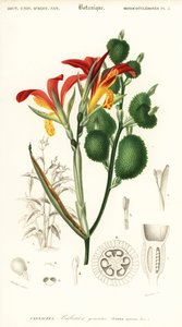Canna indica (incisione)