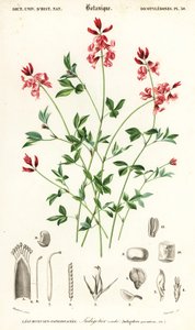 Pianta di indaco, Indigofera procumbens (incisione) da Louis Joseph Edouard Maubert