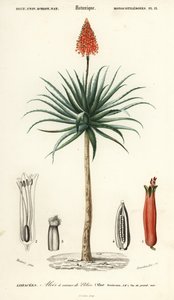 Aloe arborescens (incisione) da Louis Joseph Edouard Maubert