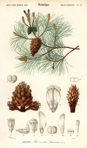 Pino marittimo o pino a grappolo, Pinus pinaster, 1849 (incisione) da Louis Joseph Edouard Maubert