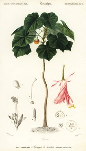 Dombeya wallichii (incisione) da Louis Joseph Edouard Maubert