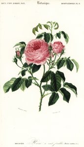 Rosa di Provenza, Rosa x centifolia (incisione) da Louis Joseph Edouard Maubert
