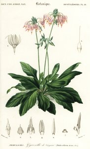 Stella cadente orientale, Dodecatheon meadia (incisione) da Louis Joseph Edouard Maubert
