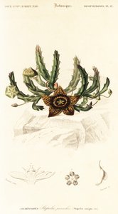 Fiore stella, Orbea variegata (incisione) da Louis Joseph Edouard Maubert