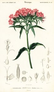 Garofano dei poeti, Dianthus barbatus (incisione) da Louis Joseph Edouard Maubert