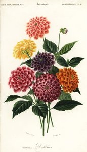 Varietà di dalie da giardino, Dahlia pinnata (incisione) da Louis Joseph Edouard Maubert