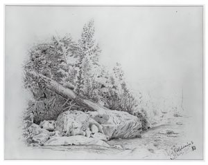 Albero caduto, Keene Valley, 25 luglio 1883