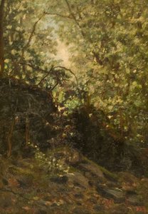 Notte nella foresta