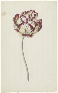 Tulipano da Louis Moritz