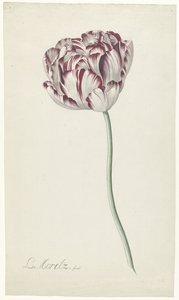 Tulipano