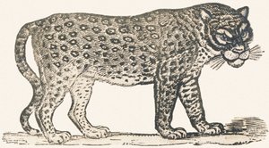 Tigre da Louis Simon (1810 1870) Lassalle