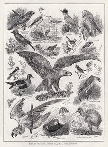 Uccelli nella collezione di storia naturale, South Kensington (incisione) da Louis Wain