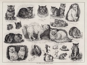 Mostra Felina al Crystal Palace (incisione) da Louis Wain