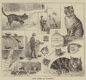 Casa dei gatti a Battersea