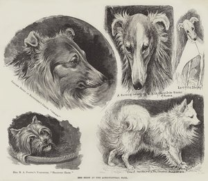 Mostra canina alla Agricultural Hall da Louis Wain