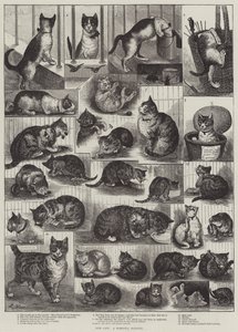 I nostri gatti, una storia domestica