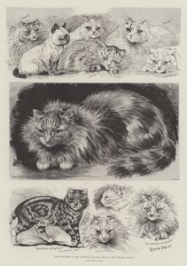 Vincitori di premi alla mostra del National Cat Club al Crystal Palace