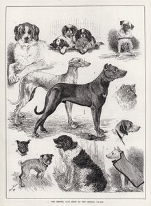 Mostra del Kennel Club al Crystal Palace (incisione) da Louis Wain