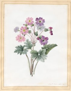 Auricola ibrida
