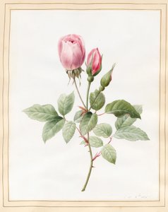 Rosa rosa e boccioli, 1826 da Louise DOrleans