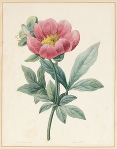 Poconia Mascula, erbacea
