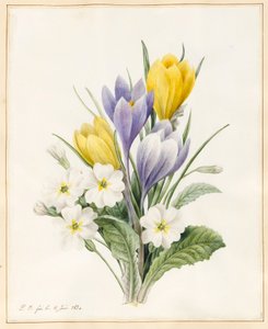 Primule bianche e crochi ibridi precoci, 1830