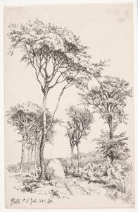 Paesaggio boschivo con alberi isolati