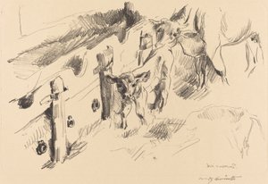 Vitelli