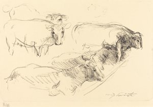 Mucche, 1910