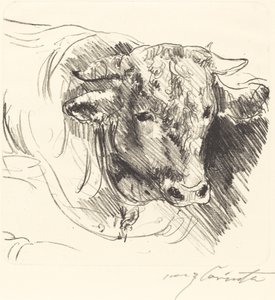 Stierkopf Testa di un bue, 1912