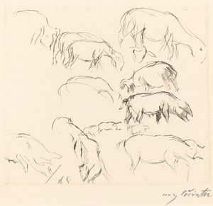 Studi di animali