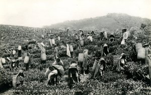 Raccolta del tè, tenuta di campagna, Ceylon, c.1900-1930 da Ltd. Ceylon Plâté