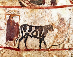 Un toro condotto all