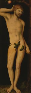 Adamo, 1528