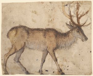 Studio di un cervo (recto), c.1520-30 da Lucas the Elder Cranach