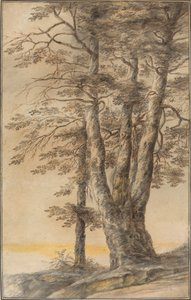Studio di Alberi da Lucas van Uden