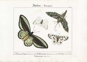 Le farfalle e la falena dell