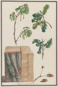 Studi dei fiori, frutti e tronco di una quercia inglese da Ludwig Pfleger
