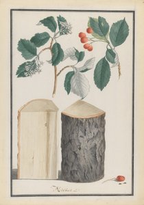 Studi delle foglie, fiori, frutti e tronco di un sorbo Sorbus subgenus Aria da Ludwig Pfleger
