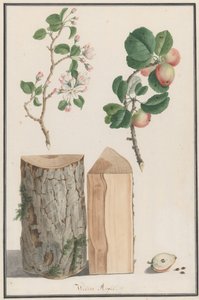 Studi del tronco, fiori e frutti di un melo selvatico Malus sylvestris, 1788 da Ludwig Pfleger
