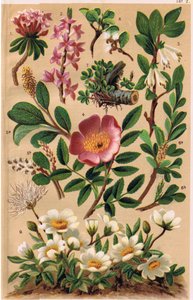 Piante alpine, illustrazione da 